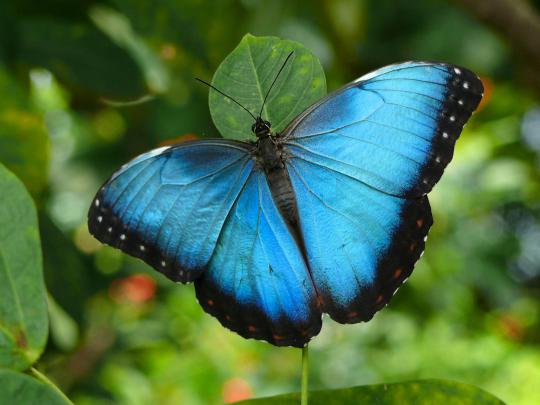 butterfly wallpaper download free | HD Desktop Wallpapers