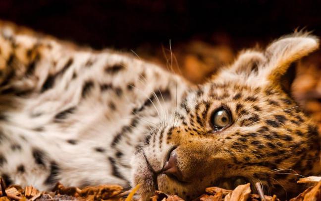 leopard pics | HD Desktop Wallpapers