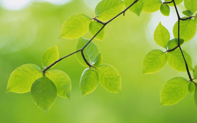 leaf pictures garden - HD Desktop Wallpapers