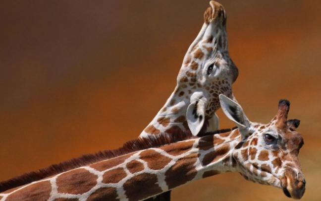 giraffes love romantic - HD Desktop Wallpapers