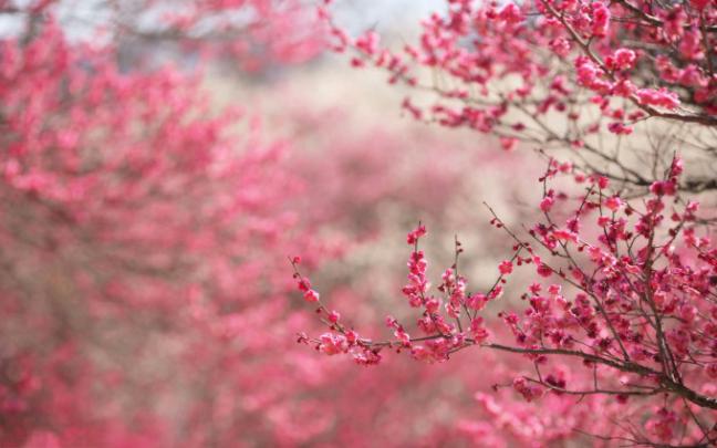 cherry blossoms hd | HD Desktop Wallpapers