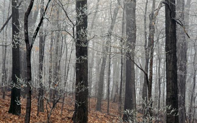 woods wallpaper wild - HD Desktop Wallpapers