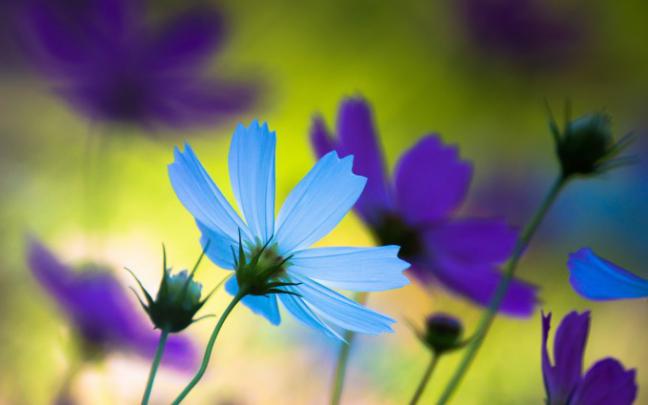 purple blue wallpaper - HD Desktop Wallpapers