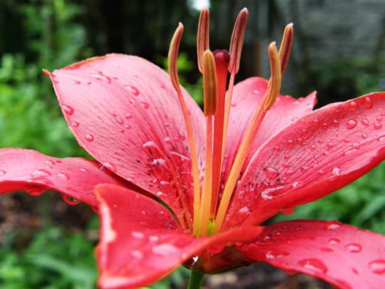 lilly wallpapers | HD Desktop Wallpapers