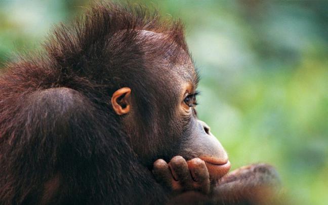 monkey wallpaper hd - HD Desktop Wallpapers