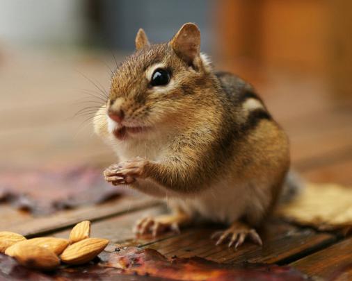 beautiful squirrel pictures - HD Desktop Wallpapers