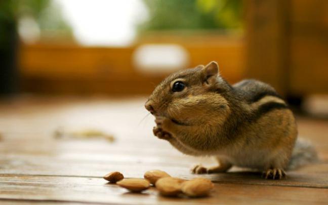 chipmunk wallpaper desktop - HD Desktop Wallpapers