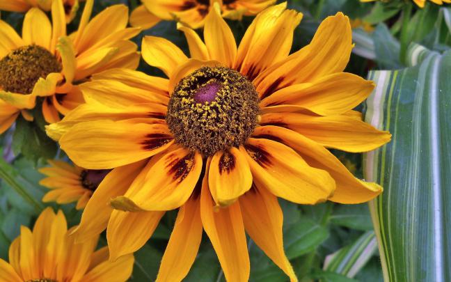 yellow susan flower - HD Desktop Wallpapers