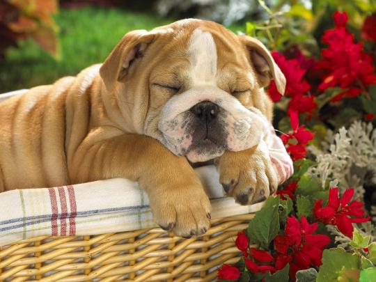bulldog wallpaper - HD Desktop Wallpapers