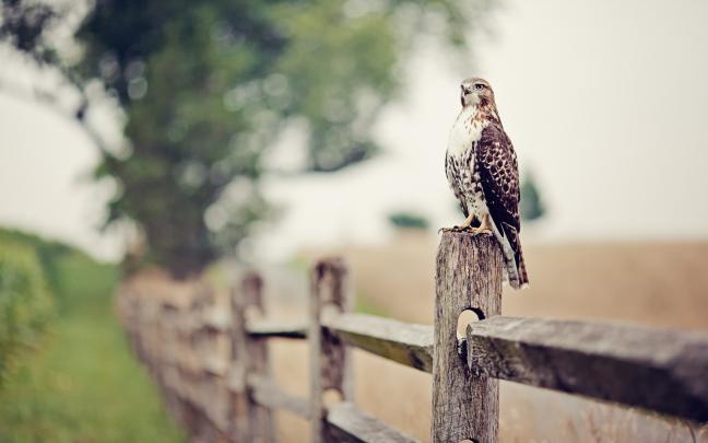 falcon - HD Desktop Wallpapers