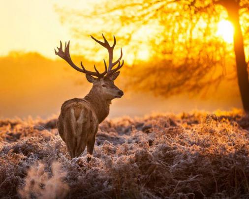 deer nature wallpaper - HD Desktop Wallpapers