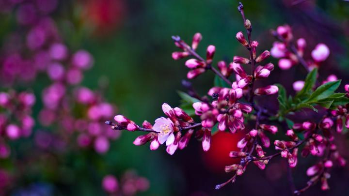 Spring Desktop Wallpaper Widescreen (56+ images)