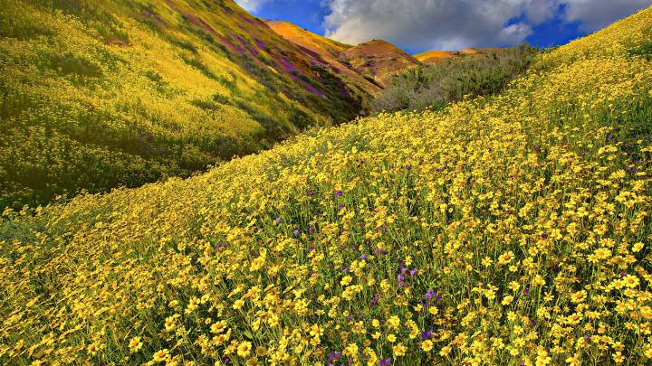 Wildflower Desktop Wallpaper