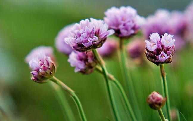 wallpapers: Wildflowers Wallpapers