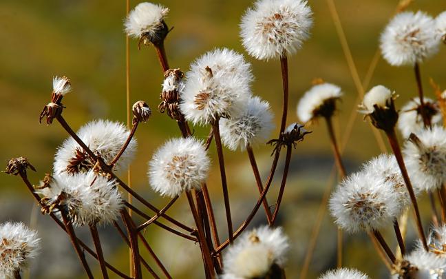 wildflower nature backgrounds - HD Desktop Wallpapers
