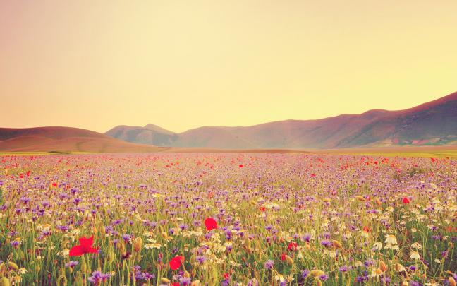 Wildflower Wallpapers