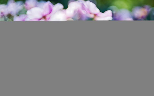 Wildflower Wallpaper Desktop -