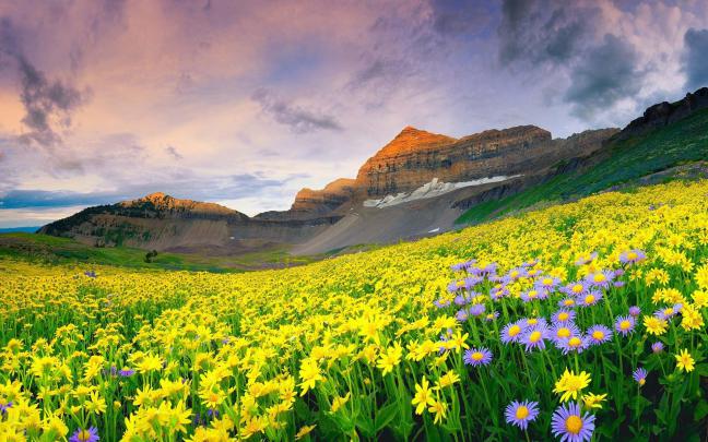 Wildflower Wallpaper Desktop -