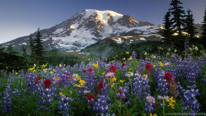 Desktop Wildflower Wallpapers Desktop Background