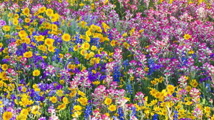 Wildflower Wallpaper Desktop -
