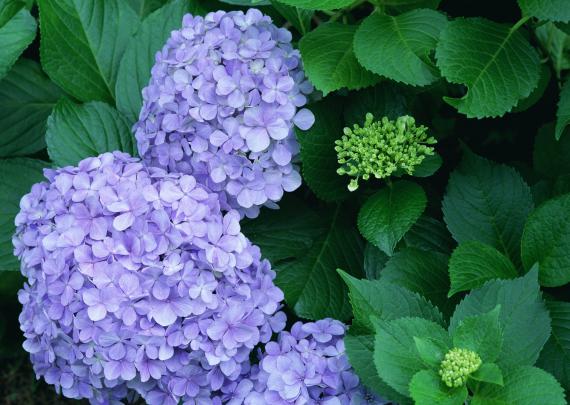 beautiful, Wild, Flowers Wallpapers HD \/ Desktop and Mobile Backgrounds