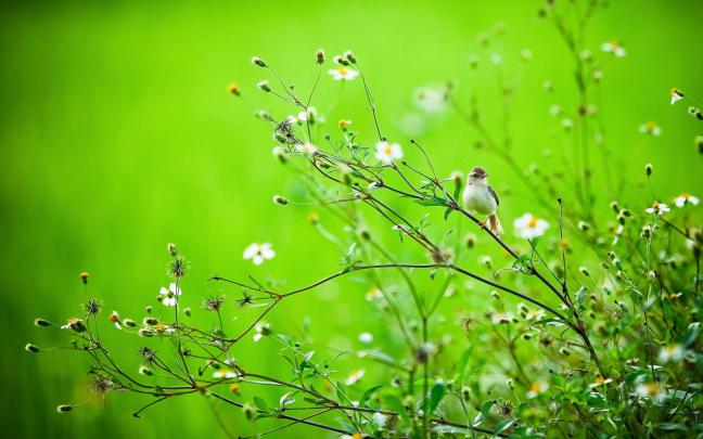 Wildflower Wallpapers