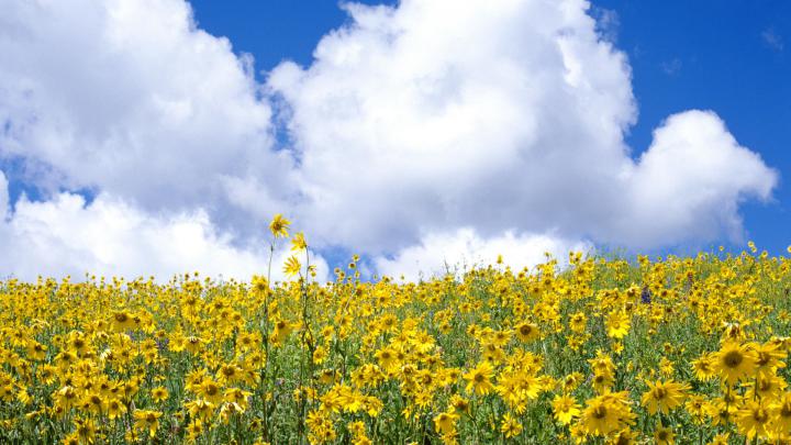 Wildflower Wallpaper Desktop (81+ images)