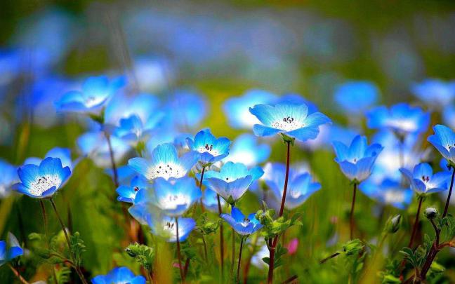 Wild Flower Wallpapers