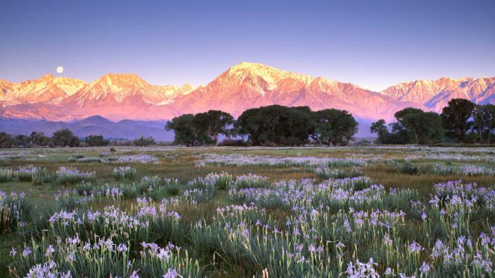 [48+] Wildflower Wallpaper Desktop 