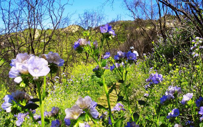 nature, Wildflowers Wallpapers HD \/ Desktop and Mobile Backgrounds