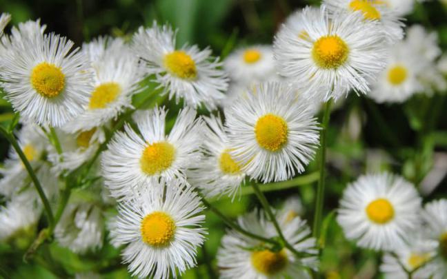 wildflowers A1 - HD Desktop Wallpapers