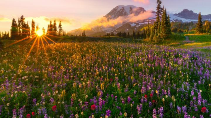 Wildflower Wallpaper Desktop (81+ images)
