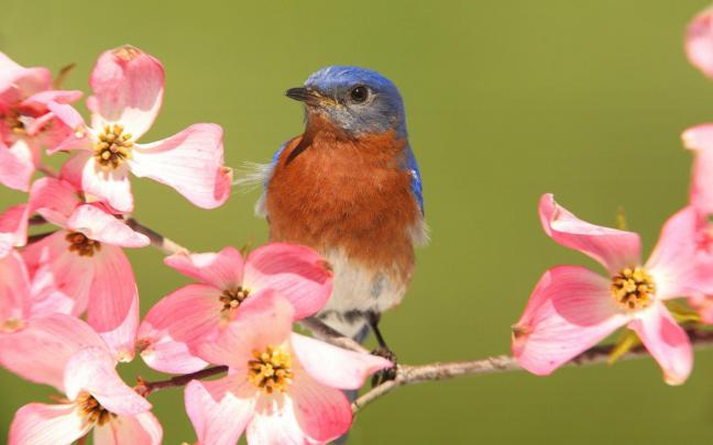 Spring Animals Desktop Wallpapers