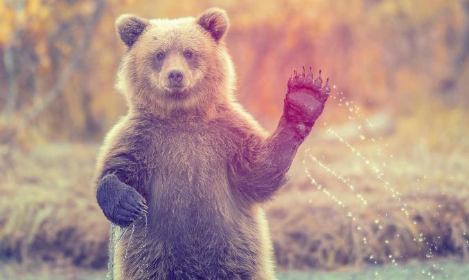 Cool Pets, Animal Planet, Desktop Images, Free Animal Images, Wild 