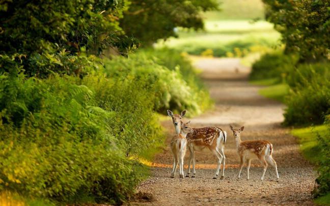Wildlife Desktop Wallpaper (62+ images)