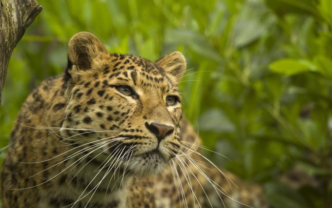 leopard wild animal - HD Desktop Wallpapers