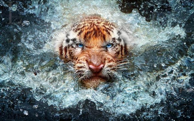 Wildlife Backgrounds for Desktop \u00b7\u2460 