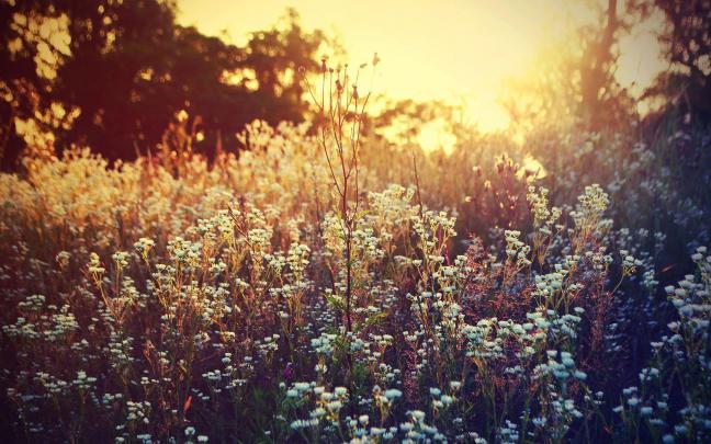 Wild Flower Wallpapers