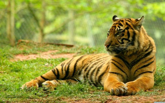 Wildlife Backgrounds For Desktop