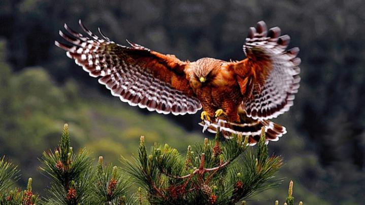 bird, Animal, Beautiful, Wild, Wings, Exotic, Birds Wallpapers HD 