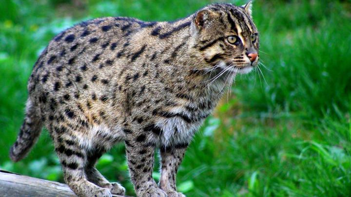 Wild Cat Desktop Background Picture | HD Wallpapers