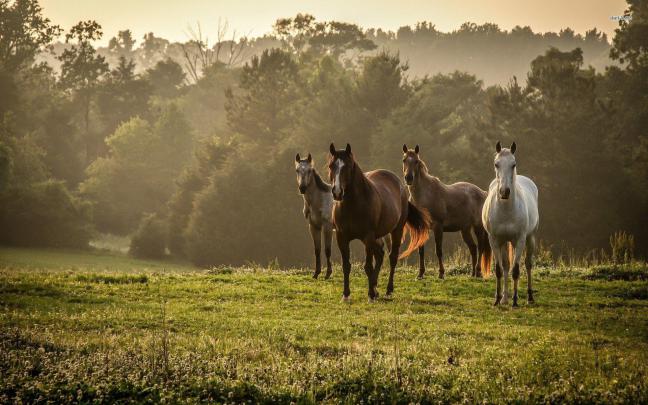 Wild Horses Wallpapers
