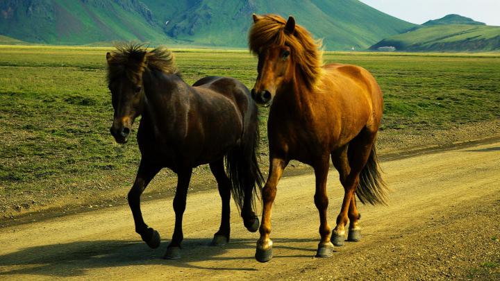 Wild Horse Desktop Wallpapers (70+ images)