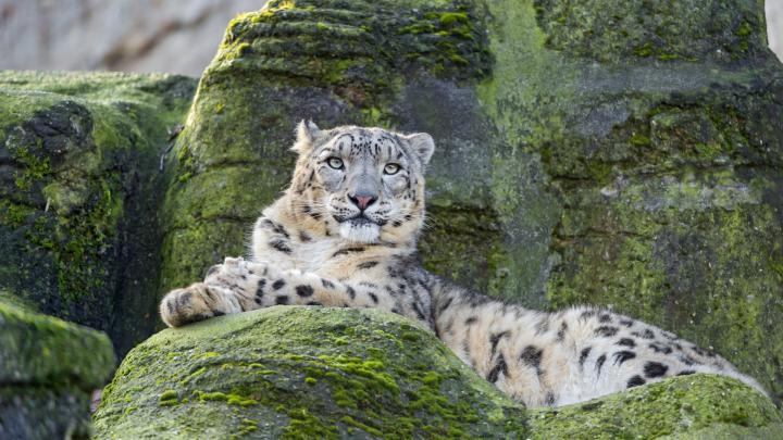 animals, Wildlife, Wild Cat, Nature Wallpapers HD \/ Desktop and Mobile 
