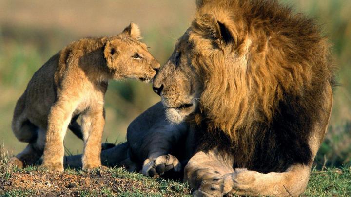 Wildlife Desktop Backgrounds