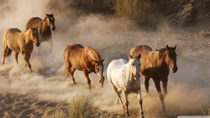 Wild Horse Desktop Wallpapers (70+ images)