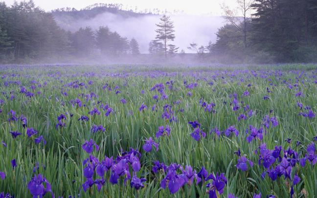 Wild Flower Wallpapers