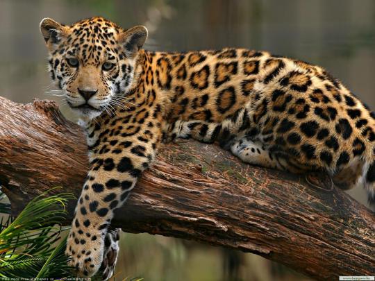 Wild Desktop Wallpaper -