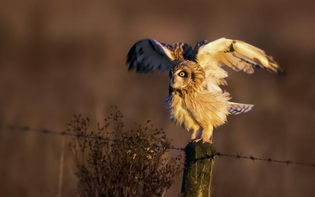 owl wild - HD Desktop Wallpapers