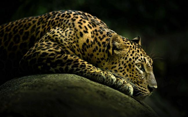 Amazing Wild Animal Leopard HD Wallpapers | HD Wallpapers